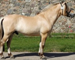 stallion Stald Kiels Sagn (Fjord Horse, 2012, from Mastrup Zola)