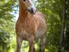 horse Nico 302 (Haflinger, 1994, from Nachtflug (12,5% ox))