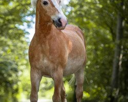 Pferd Nico 302 (Haflinger, 1994, von Nachtflug (12,5% ox))