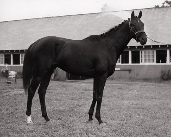 stallion Noor xx (Thoroughbred, 1945, from Nasrullah xx)