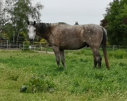 horse Eduscho (Arabian thoroughbred, 2013, from Esparto ox)