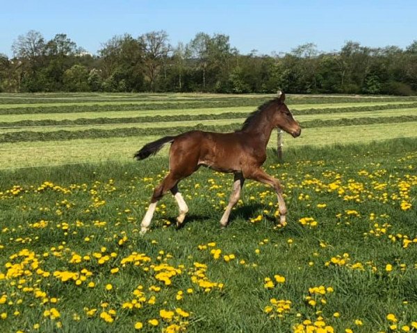 jumper Hengst von Hongkong B / Stalypso (German Sport Horse, 2019, from Hongkong B)