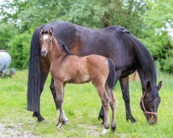 broodmare Winola (Oldenburg show jumper, 2010, from For Pleasure)