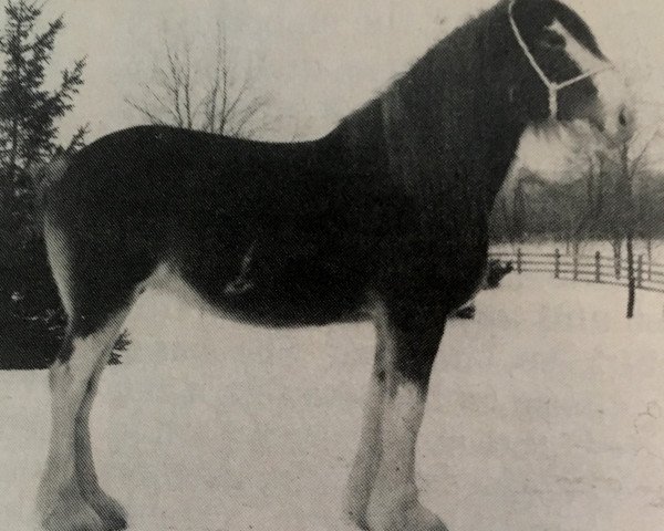 broodmare Benefactor's Marlene (Clydesdale, 1980, from Riverview Benefactor Ideal)