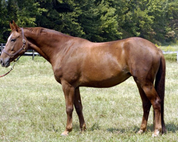 broodmare Montana B (KWPN (Royal Dutch Sporthorse), 1994, from Jus de Pomme)