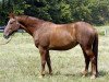 broodmare Montana B (KWPN (Royal Dutch Sporthorse), 1994, from Jus de Pomme)