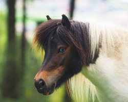 Zuchtstute Prioryvale Misty Bluebell (Shetland Pony (unter 87 cm), 2016, von Leithen Tango)