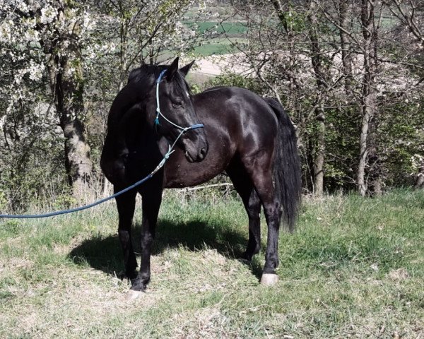 dressage horse Sir French (Württemberger, 2007, from Sir Oldenburg)