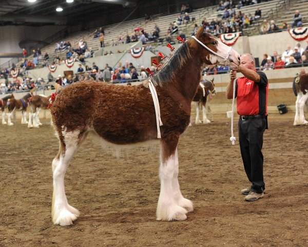 Zuchtstute Anderson's Felicia (Clydesdale, 2019, von Willow Way Kelso)