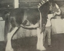 stallion Benedictine Collessie Thomas (Clydesdale, 1991, from Springdale's Benedictine Pat)