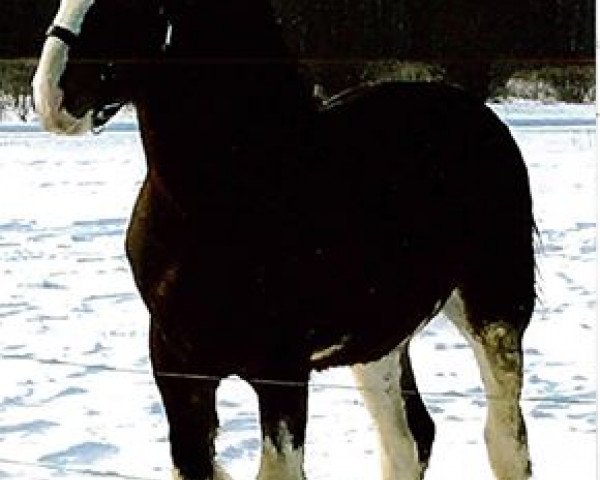 stallion Bell's Superior Sir Lancelot (Clydesdale, 2014, from Tablerock's Cracker Jack)