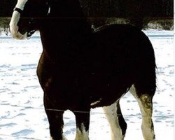 Deckhengst Bell's Superior Sir Lancelot (Clydesdale, 2014, von Tablerock's Cracker Jack)