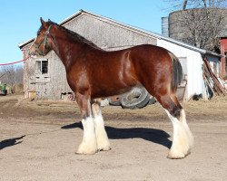 Pferd Bell's Superior Olaf (Clydesdale, 2015, von Tablerock's Cracker Jack)