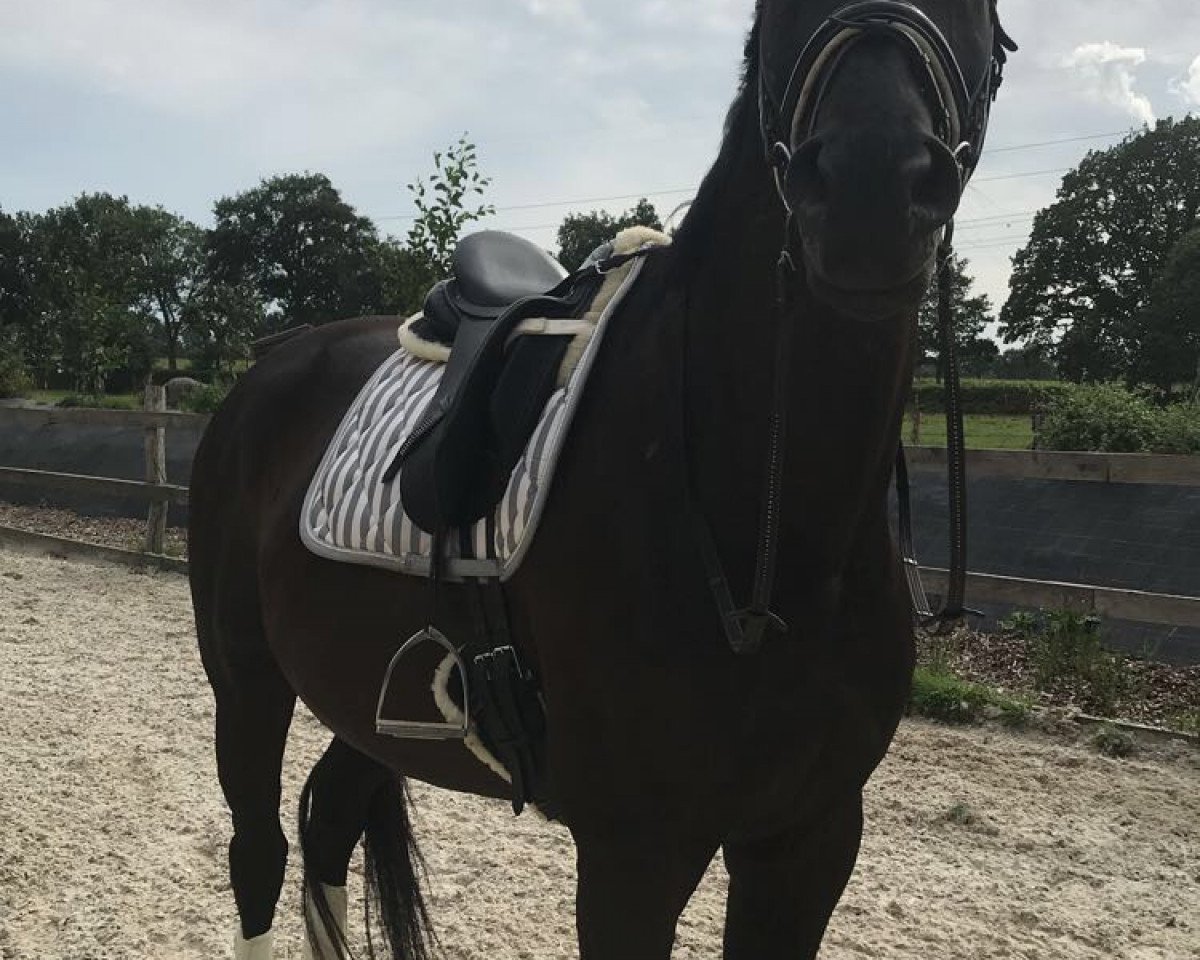 horse Kiss Royal (Hanoverian, 2008, from Kaiserdom)