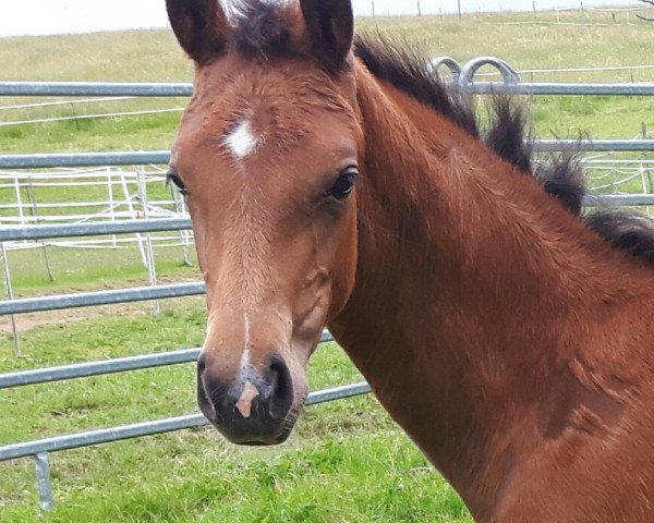 Pferd Facette Louviere MK (Württemberger, 2019)