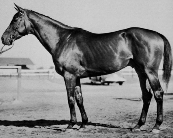 stallion Johnstown xx (Thoroughbred, 1936, from Jamestown xx)