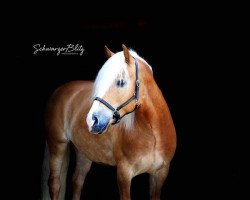 dressage horse Wero (Haflinger, 2013, from Walando)