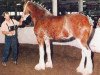 Zuchtstute Hillmoor Laura (Clydesdale, 1995, von Greendykes Lucky Shot)