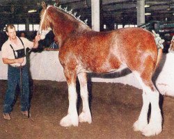 Zuchtstute Hillmoor Laura (Clydesdale, 1995, von Greendykes Lucky Shot)