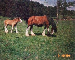 broodmare Croaghmore Lucy (Clydesdale,  , from Doura Winston)