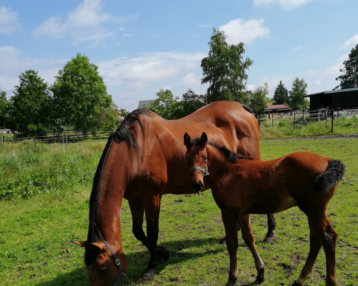 jumper Take It Easy C (Belgian Warmblood, 2019, from Falaise de Muze)
