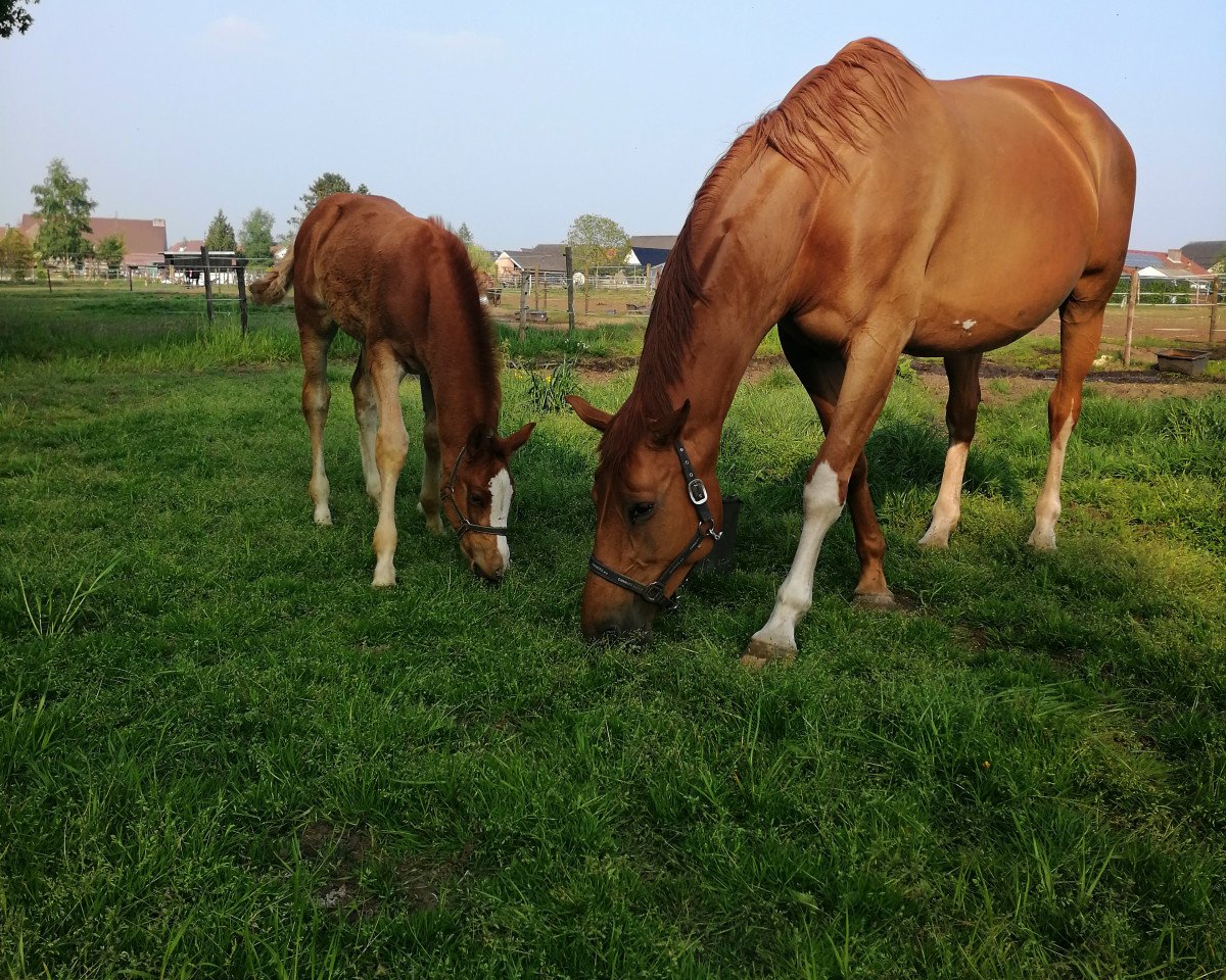 jumper Tic Tac C (Belgian Warmblood, 2019, from Arezzo VDL)