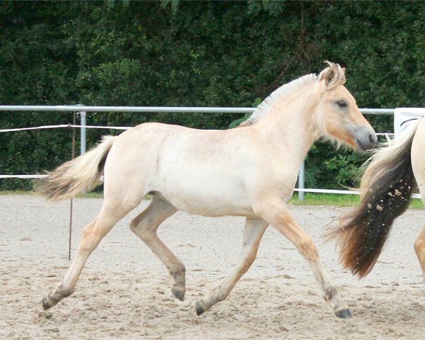 horse Aleen (Fjord Horse, 2021, from Vacceur)