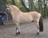 stallion Vayno (Fjord Horse, 2019, from Kamillas Tord)