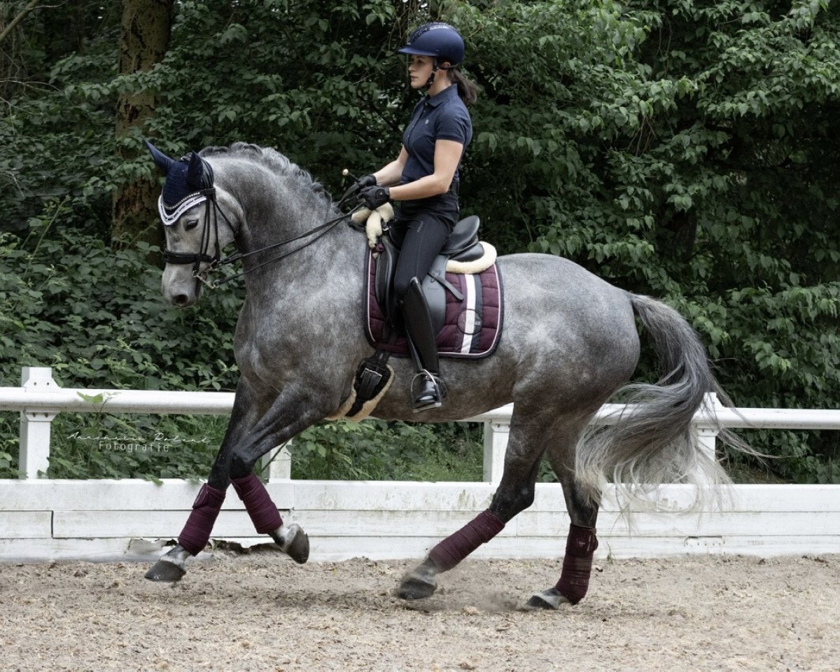 Zuchtstute It's my way WH (Trakehner, 2013, von Kentucky)
