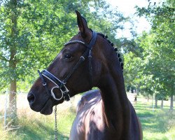 broodmare Cassiopeia 100 (German Warmblood, 2008, from Cubaner)