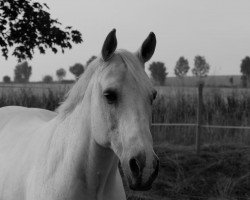 dressage horse Top Dominus 2 (German Riding Pony, 1997, from Durello)