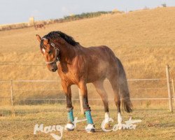 dressage horse Fürst Krampenhaus B (Rhinelander, 2009, from Flatley 2)