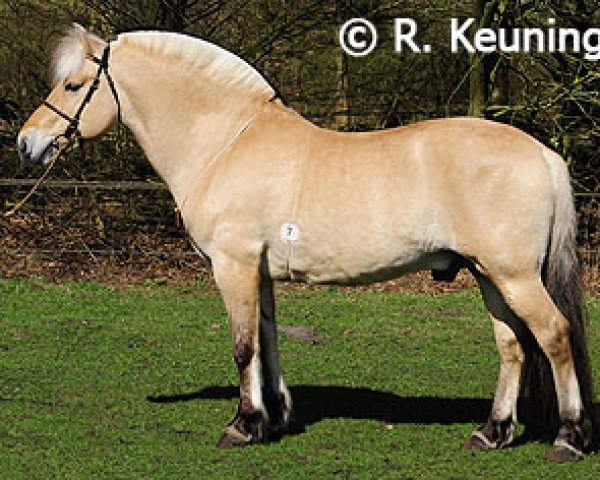 stallion Kastanielystens Karant (Fjord Horse, 2000, from Kvik Halsnæs)