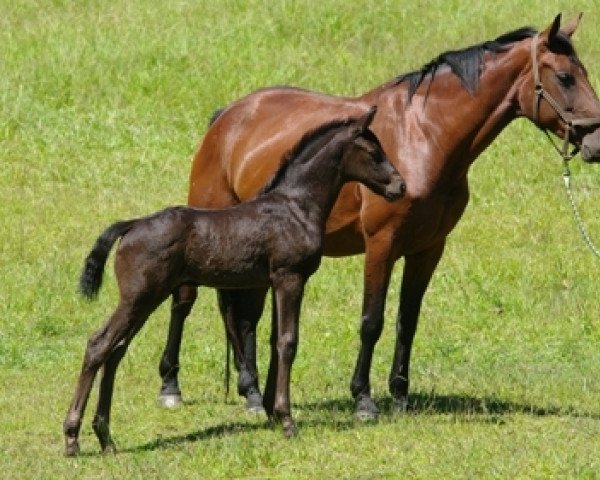 broodmare Bangalow Creek Willow (Australian Wamblood, 2005, from Wolkentanz I)