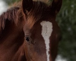 dressage horse Fohlen von Cosmo Royale (German Riding Pony, 2019, from DSP Cosmo Royale)