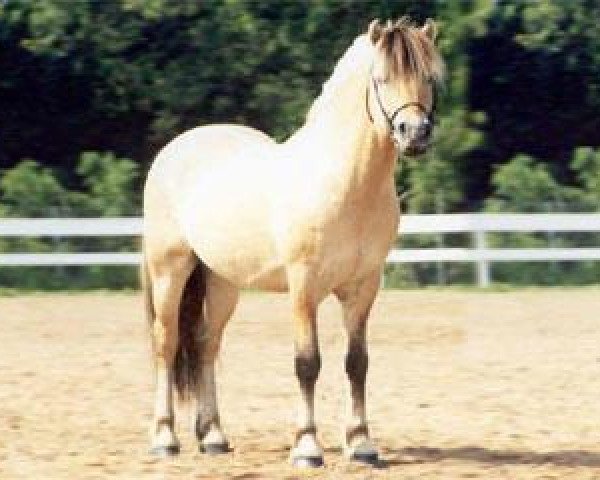 stallion Felix N.2507 (Fjord Horse, 1993, from Haugjo N.2025)