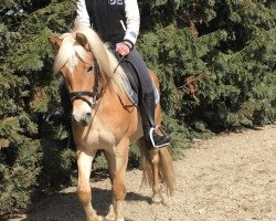 horse Zalucca (Aveligneser / Italian Haflinger, 2016)