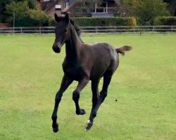 jumper Hengst von Favorit AsK (Oldenburg show jumper, 2019, from Favorit Ask)