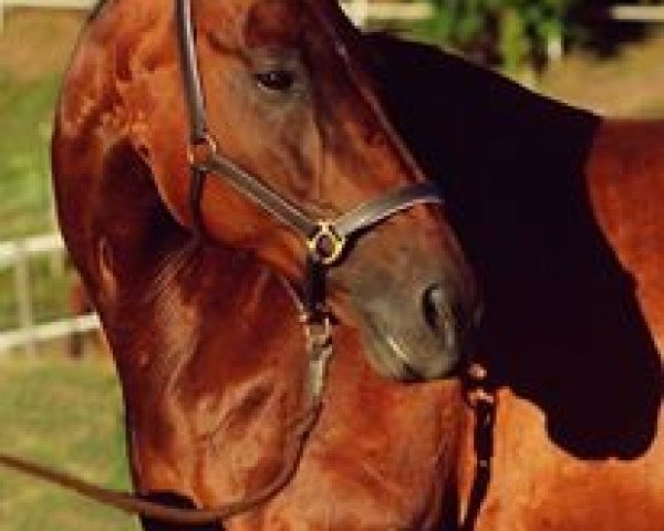 jumper Sajonara Song (Swiss Warmblood, 1995, from Lord Sinclair 9)