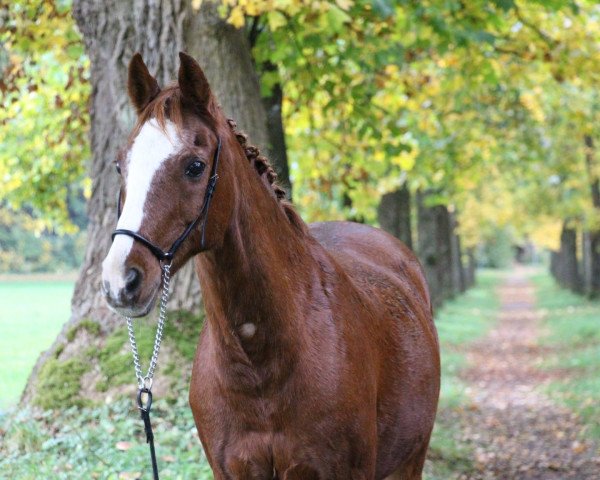 dressage horse Djouri (Nederlands Welsh Ridepony, 1996, from Leuns Veld's Elegant)