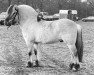 stallion Briggen N.1995 (Fjord Horse, 1985, from Bjargjo N.1908)