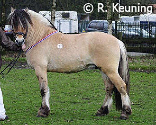 stallion Cikaro (Fjord Horse, 2006, from Kunar)
