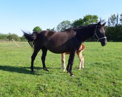 broodmare Liemoges (Hanoverian, 1996, from Lancier)