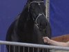 dressage horse Lord Toto's Fascination (KWPN (Royal Dutch Sporthorse), 2016, from Glock's Toto Jr.)