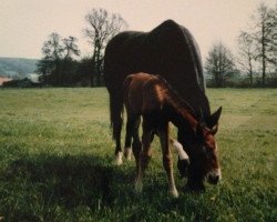 broodmare Danuta (Westphalian, 1980, from Dacapo)