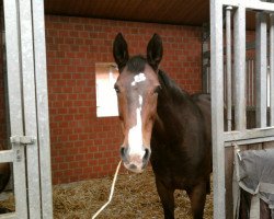 horse Lajana S (Oldenburg, 1991, from Landfrieden)