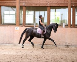 broodmare Fräulein Wilhelmina (Westphalian, 2016, from Fürst Wilhelm)