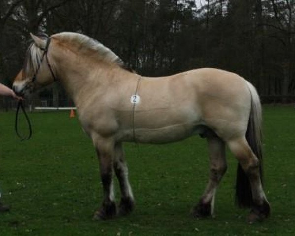 stallion Flurry 297 (Fjord Horse, 2011, from Curry)