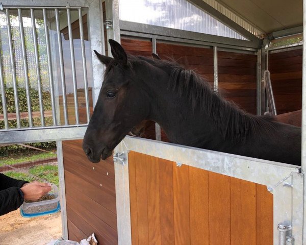 Deckhengst Quantofino (Oldenburger, 2019, von Quantensprung 3)