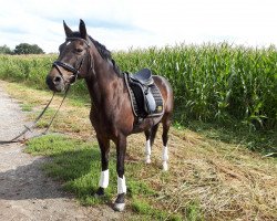 dressage horse Domaine Romance Conti (German Riding Pony, 2005, from Dangereux)